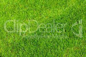 background of green grass