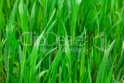 background of green grass