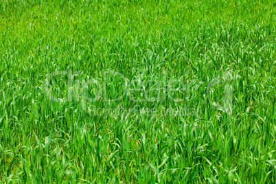 background of green grass