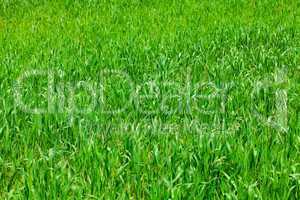 background of green grass