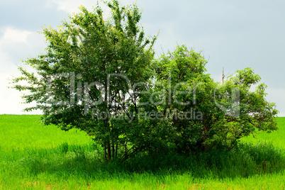 lonely tree standing in a field