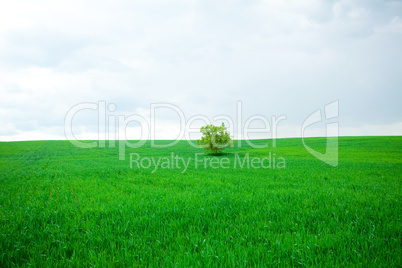 lonely tree standing in a field