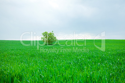 lonely tree standing in a field