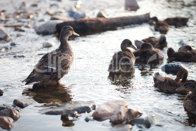 Ducks on the water