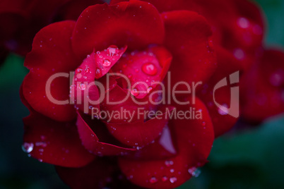 Rose with rain drops