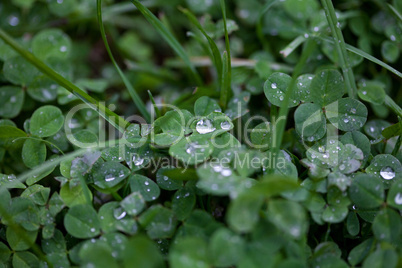 Clover with raindrops