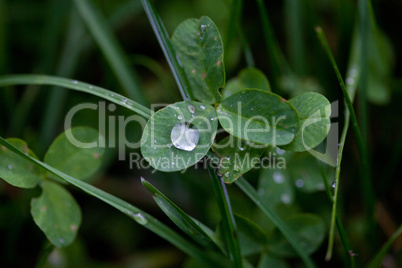 Clover with raindrops