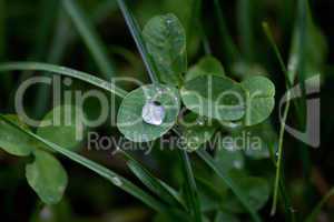 Clover with raindrops