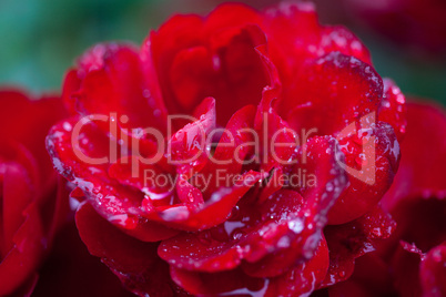 Rose with rain drops