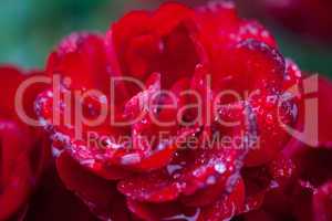 Rose with rain drops