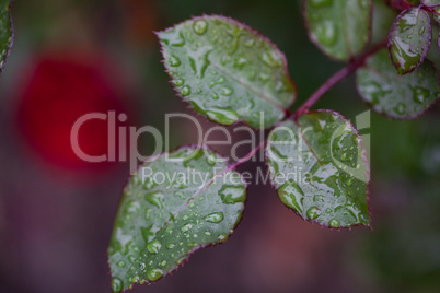 Leaf rose with rain drops