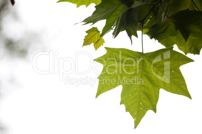 Maple leaves with rain drops