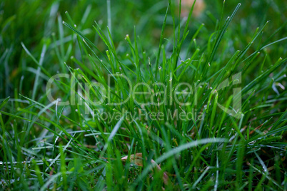 background of grass with drops of rain