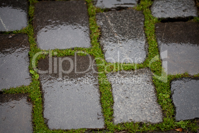 Background from the wet pavement with grass