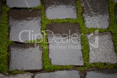 Background from the wet pavement with grass