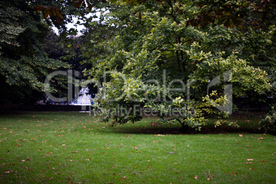 Trees, grass, leaves