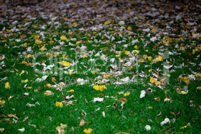 Background leaves on grass