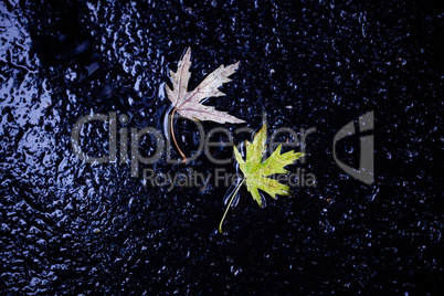 Background from the pavement with a maple leaf