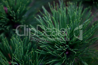 background of spruce