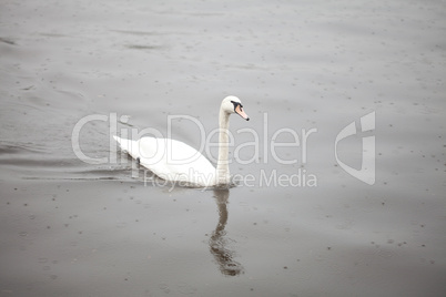 Swan on the water and rain