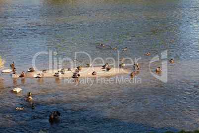 Ducks on the water