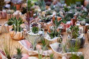 cactuses in pots