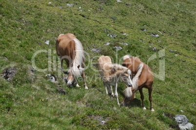 Haflinger