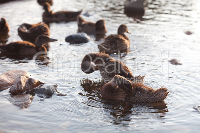 Ducks on the water