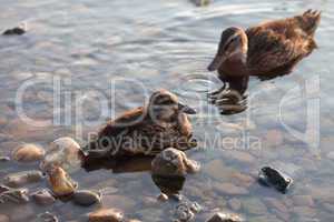 Ducks on the water