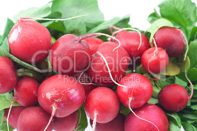 radish isolated on white