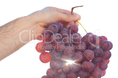 bunch of grapes on the sunny sky background