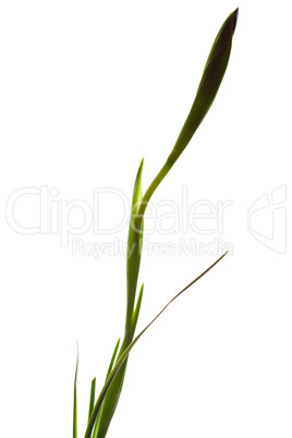 iris in a vase isolated on white