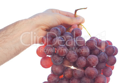 bunch of grapes on the sunny sky background