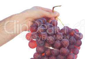 bunch of grapes on the sunny sky background