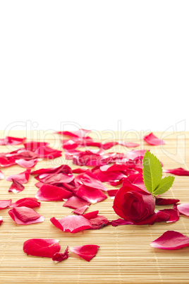 Red rose and petals