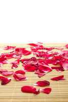 Red rose and petals