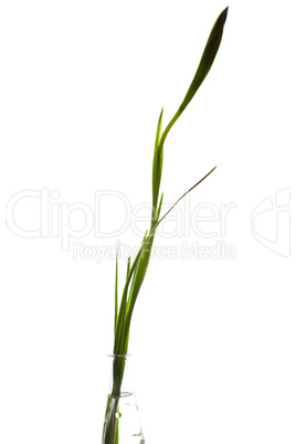 iris in a vase isolated on white