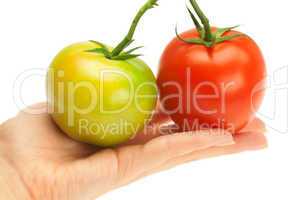 red and green tomatoes on hand isolated on white