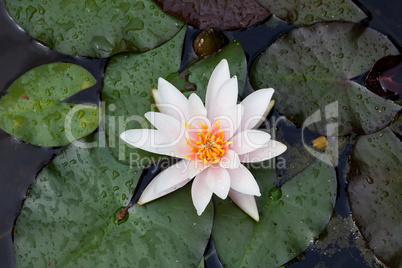 beautiful lily flower on the water