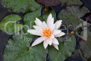 beautiful lily flower on the water