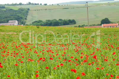 beautiful poppy field background