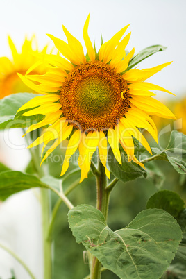 beautiful flower of a sunflower in the hands of women