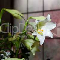 beautiful bouquet of flowers in a vase