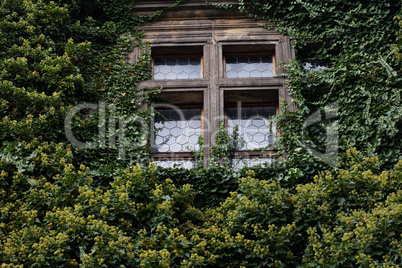 window entwined with ivy