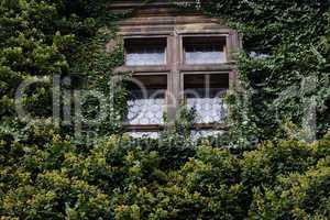 window entwined with ivy