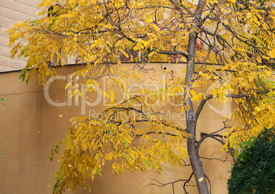 yellow autumn tree near the wall