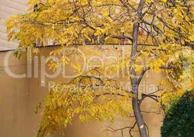 yellow autumn tree near the wall