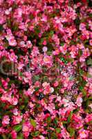 background of the flowers and cobwebs with drops