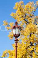 light and yellow, autumn tree against the blue sky