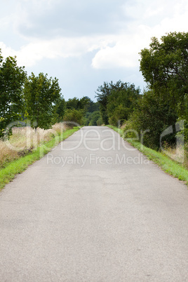 empty road framed by trees